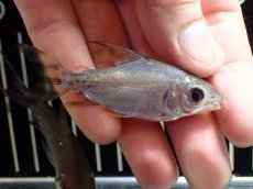 画像3: 【淡水魚】【通販】激安 ショートボディ カラープロキロダス【１匹 サンプル画像】(±6-8cm)(大型魚)(生体)(熱帯魚)NKO (3)