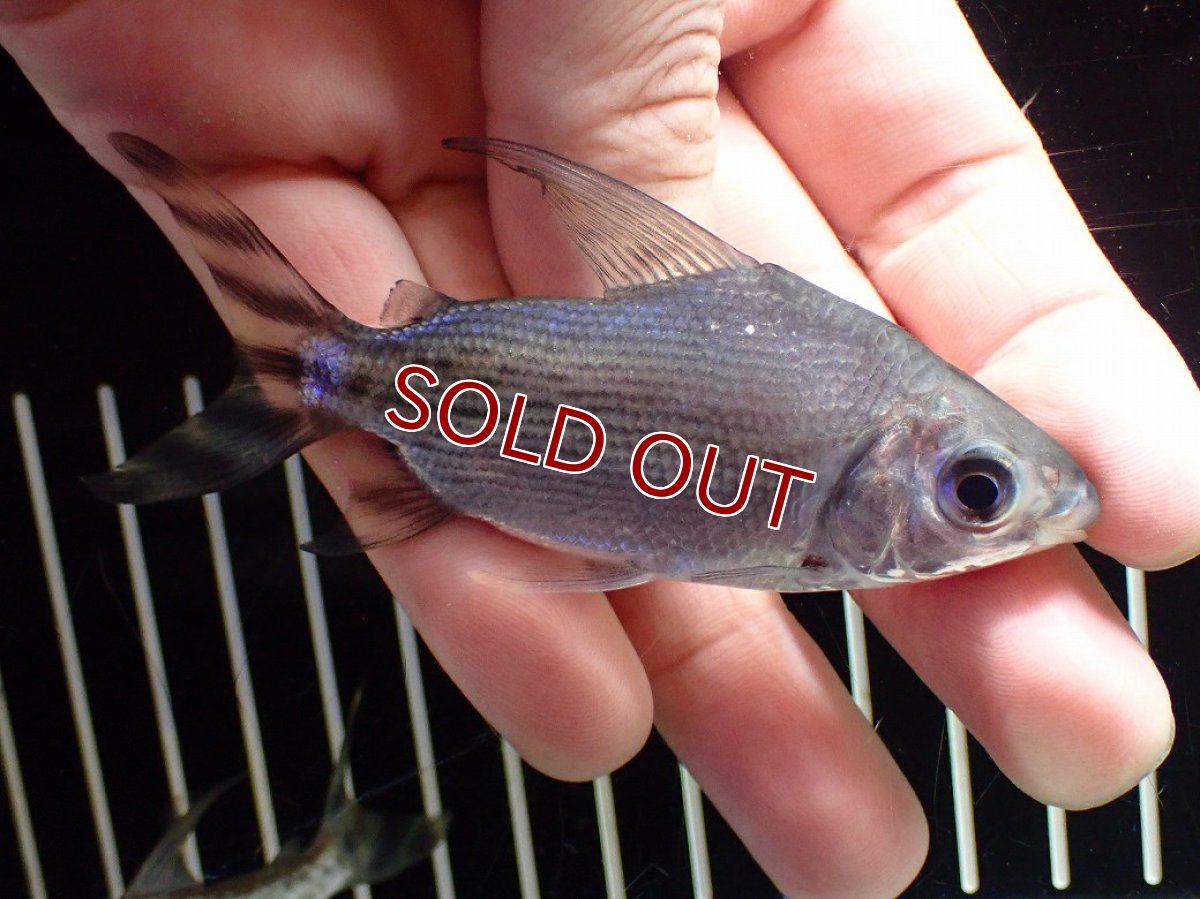 画像4: 【淡水魚】【通販】激安 ショートボディ カラープロキロダス【１匹 サンプル画像】(±6-8cm)(大型魚)(生体)(熱帯魚)NKO (4)