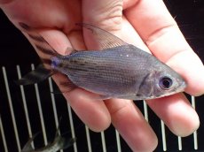 画像4: 【淡水魚】【通販】激安 ショートボディ カラープロキロダス【１匹 サンプル画像】(±6-8cm)(大型魚)(生体)(熱帯魚)NKO (4)