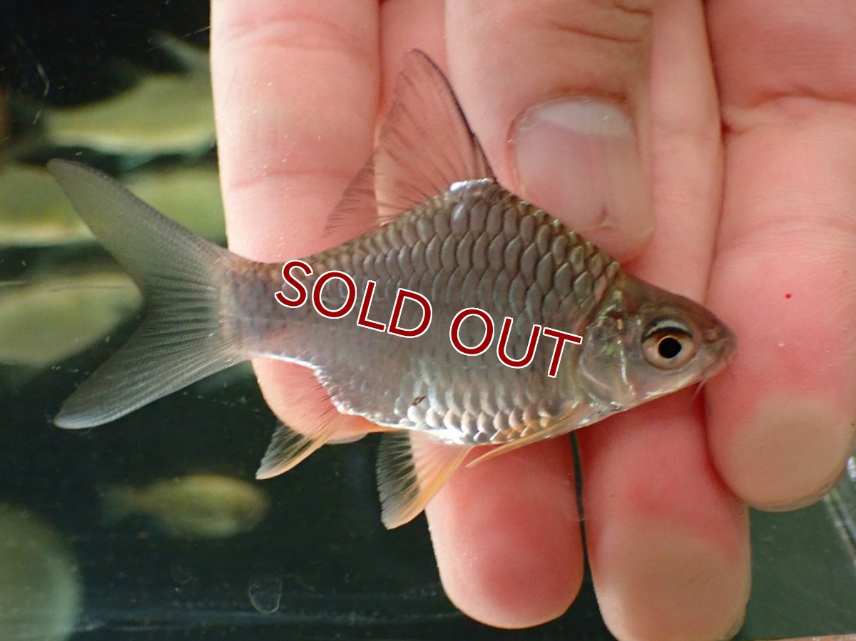 画像1: 【淡水魚】【通販】激レア ウルトラショートボディ レモンフィンバルブ【１匹 サンプル画像】(±6-7cm)(大型魚)(生体)(熱帯魚)NKO (1)