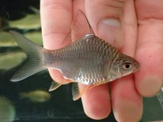 画像1: 【淡水魚】【通販】激レア ウルトラショートボディ レモンフィンバルブ【１匹 サンプル画像】(±6-7cm)(大型魚)(生体)(熱帯魚)NKO (1)