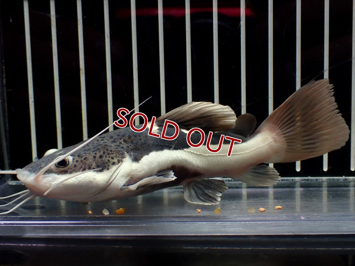画像1: 【淡水魚】【通販】激安 ショートボディ レッドテールキャット【１匹 サンプル画像】(±10-11cm)(大型魚)(生体)(熱帯魚)NKO (1)