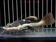 画像1: 【淡水魚】【通販】激安 ショートボディ レッドテールキャット【１匹 サンプル画像】(±10-11cm)(大型魚)(生体)(熱帯魚)NKO (1)