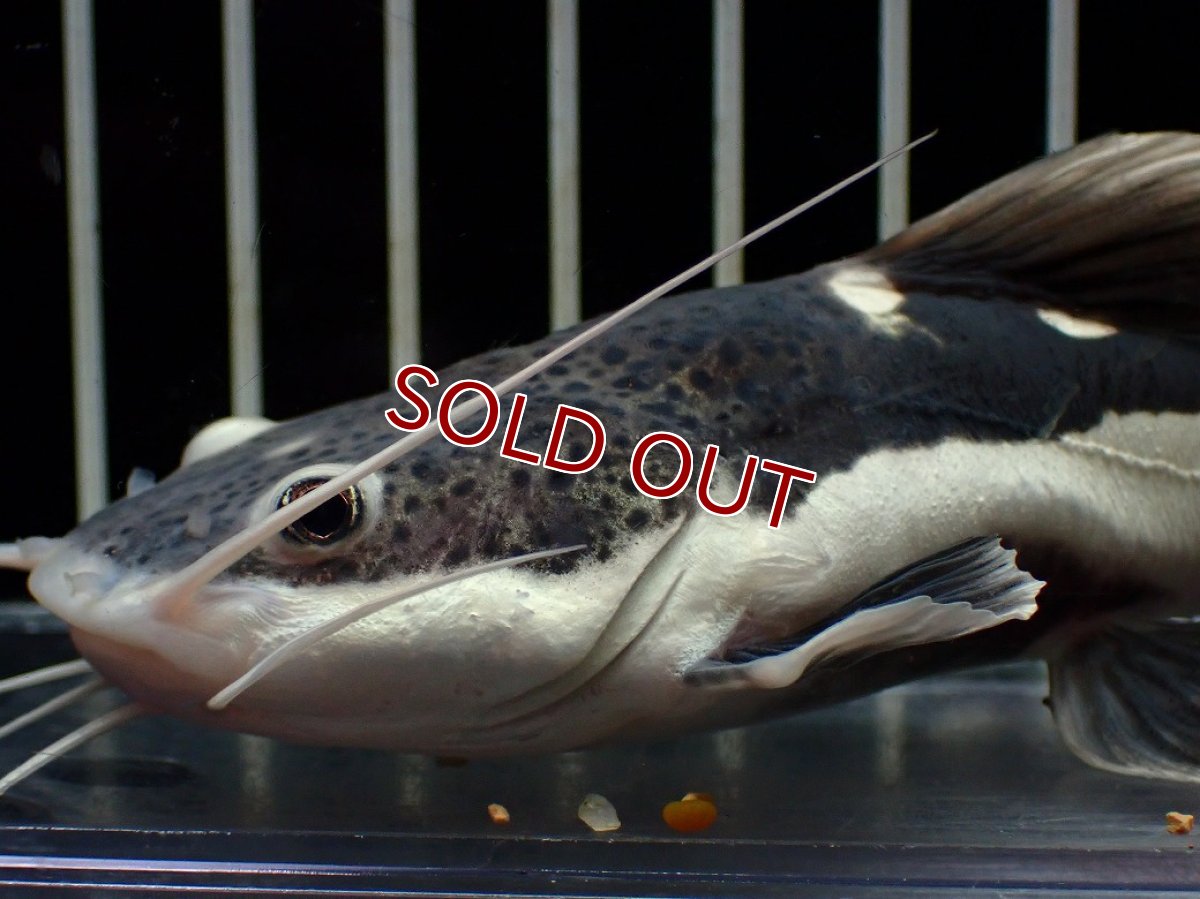 画像2: 【淡水魚】【通販】激安 ショートボディ レッドテールキャット【１匹 サンプル画像】(±10-11cm)(大型魚)(生体)(熱帯魚)NKO (2)