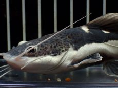 画像2: 【淡水魚】【通販】激安 ショートボディ レッドテールキャット【１匹 サンプル画像】(±10-11cm)(大型魚)(生体)(熱帯魚)NKO (2)