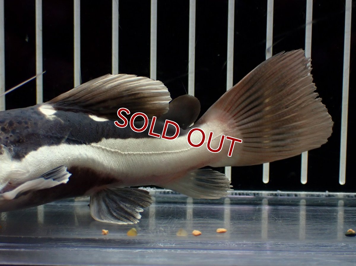 画像3: 【淡水魚】【通販】激安 ショートボディ レッドテールキャット【１匹 サンプル画像】(±10-11cm)(大型魚)(生体)(熱帯魚)NKO (3)