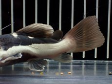 画像3: 【淡水魚】【通販】激安 ショートボディ レッドテールキャット【１匹 サンプル画像】(±10-11cm)(大型魚)(生体)(熱帯魚)NKO (3)