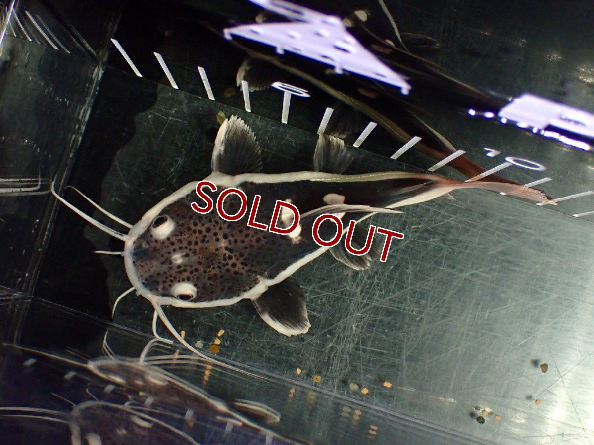 画像4: 【淡水魚】【通販】激安 ショートボディ レッドテールキャット【１匹 サンプル画像】(±10-11cm)(大型魚)(生体)(熱帯魚)NKO (4)