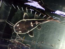 画像4: 【淡水魚】【通販】激安 ショートボディ レッドテールキャット【１匹 サンプル画像】(±10-11cm)(大型魚)(生体)(熱帯魚)NKO (4)