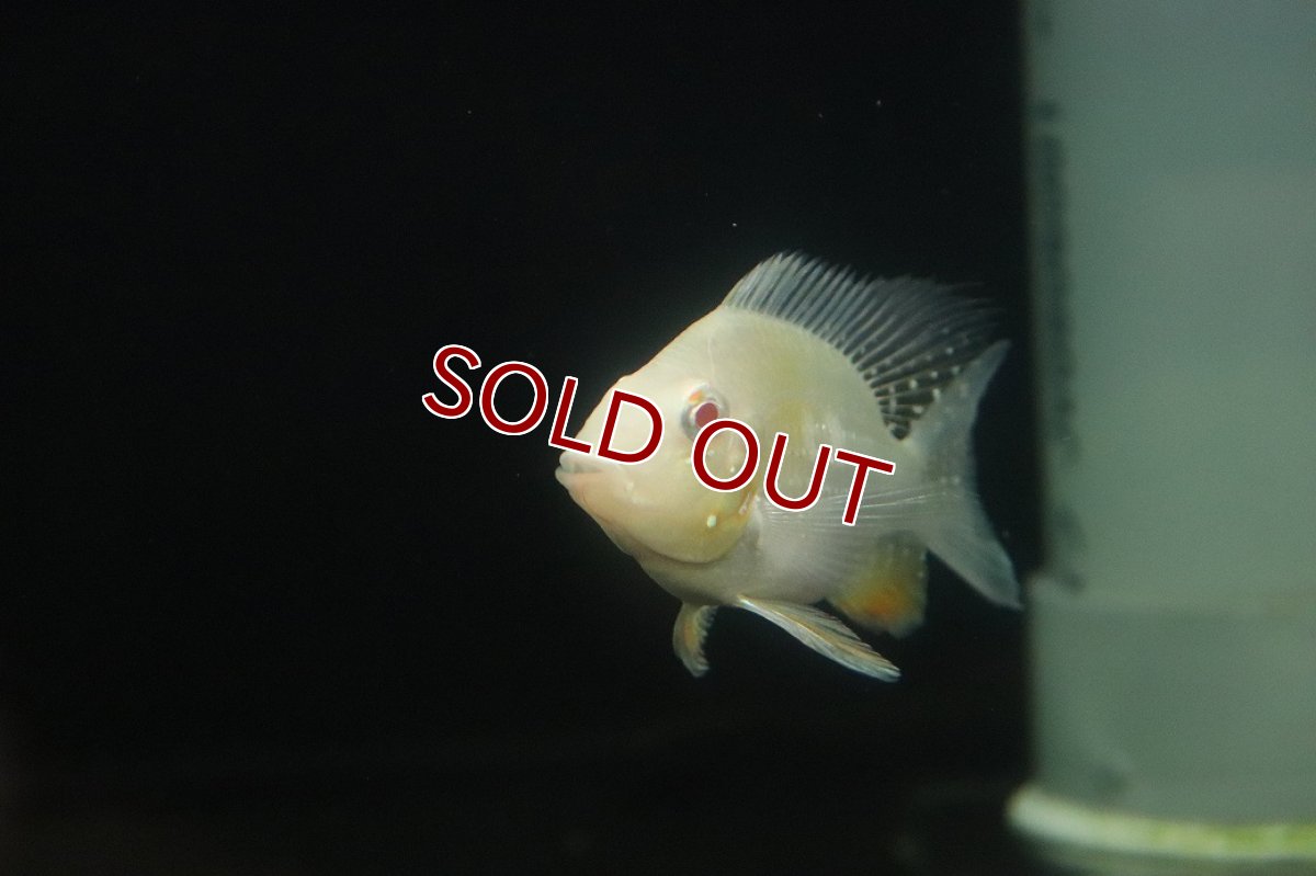 画像2: 【淡水魚】【通販】激安 大きめ ショートボディ アルビノヘッケリー【１匹 サンプル画像】(±9-11cm)(大型魚)(生体)(熱帯魚)NKO (2)