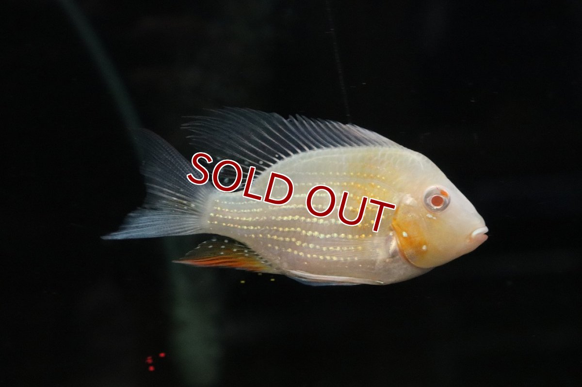 画像3: 【淡水魚】【通販】激安 大きめ ショートボディ アルビノヘッケリー【１匹 サンプル画像】(±9-11cm)(大型魚)(生体)(熱帯魚)NKO (3)