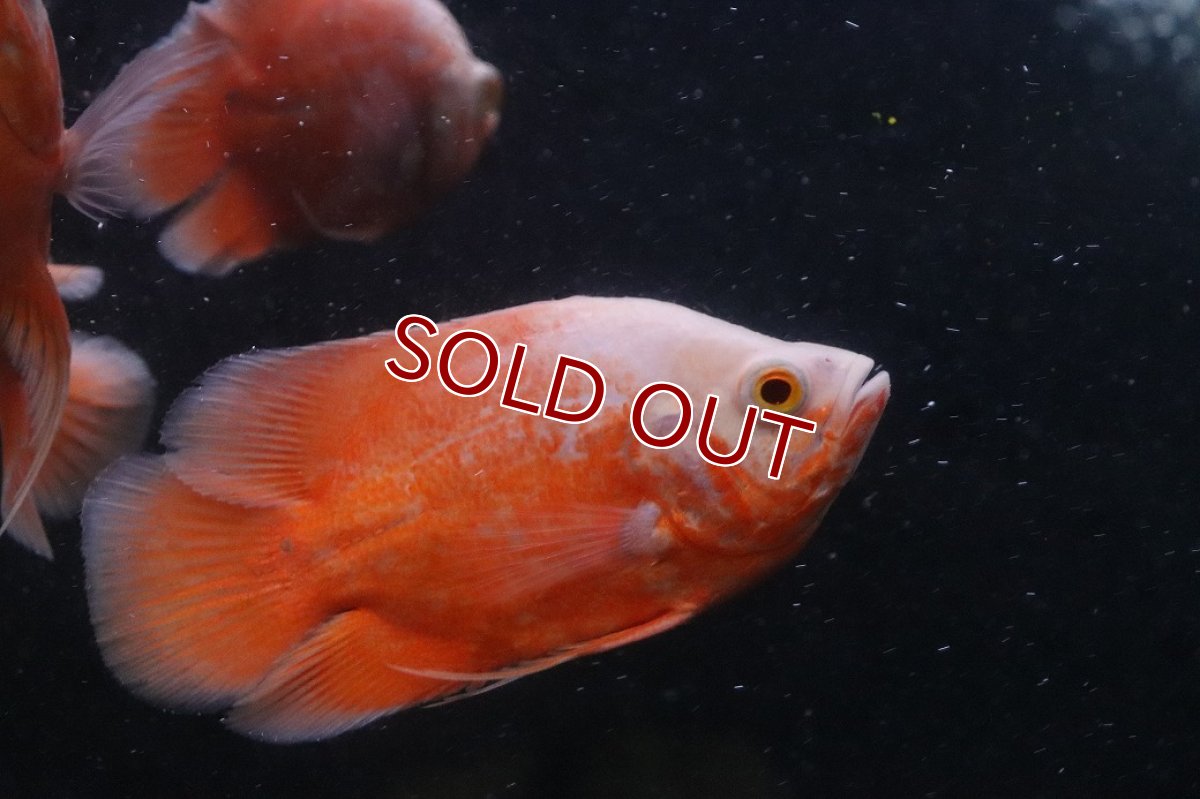 画像2: 【淡水魚】【通販】レア種 ショートボディ アルビノレッドオスカー【1匹 サンプル画像】(±10cm)(大型魚)(生体)(熱帯魚)NKO (2)