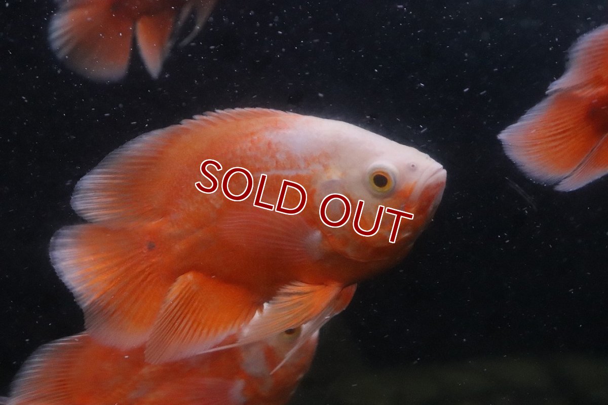 画像3: 【淡水魚】【通販】レア種 ショートボディ アルビノレッドオスカー【1匹 サンプル画像】(±10cm)(大型魚)(生体)(熱帯魚)NKO (3)