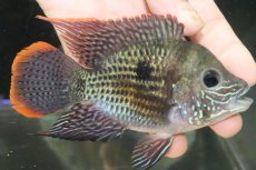 画像1: 【淡水魚】【通販】大きい ショートボディ グリーンテラー【１匹 サンプル画像】(±10-12cm)(大型魚)(生体)(熱帯魚)NKO (1)