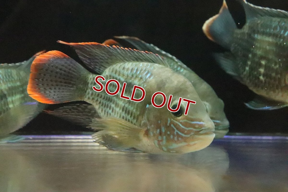 画像2: 【淡水魚】【通販】大きい ショートボディ グリーンテラー【１匹 サンプル画像】(±10-12cm)(大型魚)(生体)(熱帯魚)NKO (2)