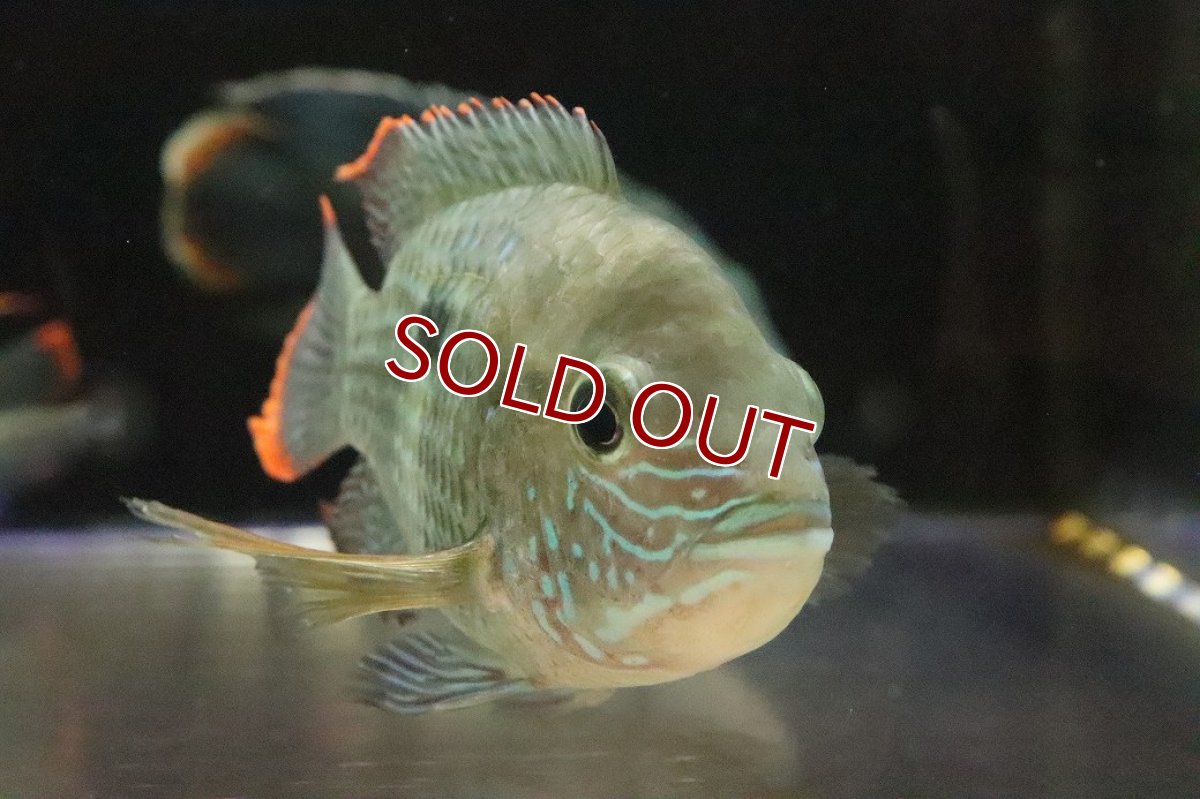 画像3: 【淡水魚】【通販】大きい ショートボディ グリーンテラー【１匹 サンプル画像】(±10-12cm)(大型魚)(生体)(熱帯魚)NKO (3)