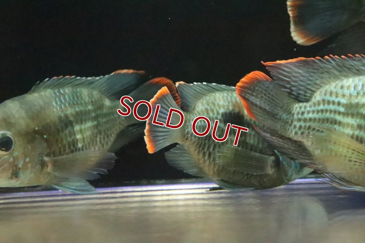 画像4: 【淡水魚】【通販】大きい ショートボディ グリーンテラー【１匹 サンプル画像】(±10-12cm)(大型魚)(生体)(熱帯魚)NKO (4)