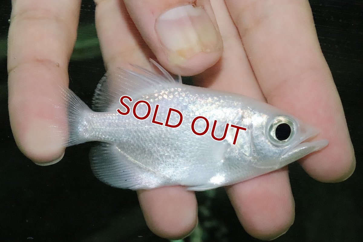 画像1: 【淡水魚】【通販】爆安 プラチナ アーチャーフィッシュ【１匹 サンプル画像】(±6-7cm)(大型魚)(生体)(熱帯魚)NKO (1)