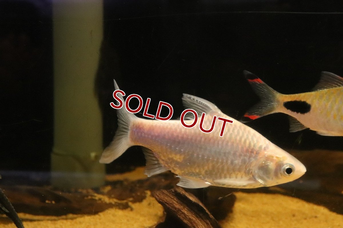 画像1: 【淡水魚】【通販】クソ食らいバルブ(プラチナスレイヤーバルブ)【１匹 サンプル画像】(±13cm)(大型魚)(生体)(熱帯魚)NKO (1)