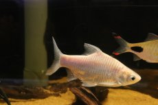 画像1: 【淡水魚】【通販】クソ食らいバルブ(プラチナスレイヤーバルブ)【１匹 サンプル画像】(±13cm)(大型魚)(生体)(熱帯魚)NKO (1)