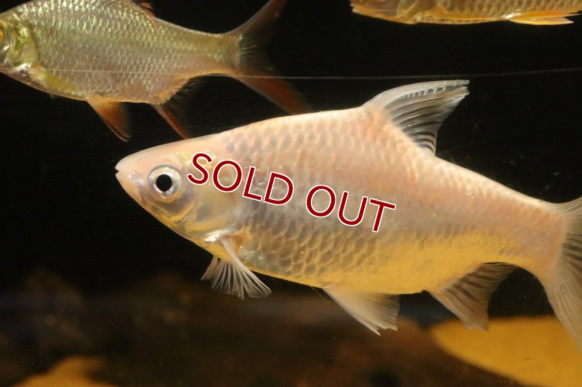 画像2: 【淡水魚】【通販】クソ食らいバルブ(プラチナスレイヤーバルブ)【１匹 サンプル画像】(±13cm)(大型魚)(生体)(熱帯魚)NKO (2)