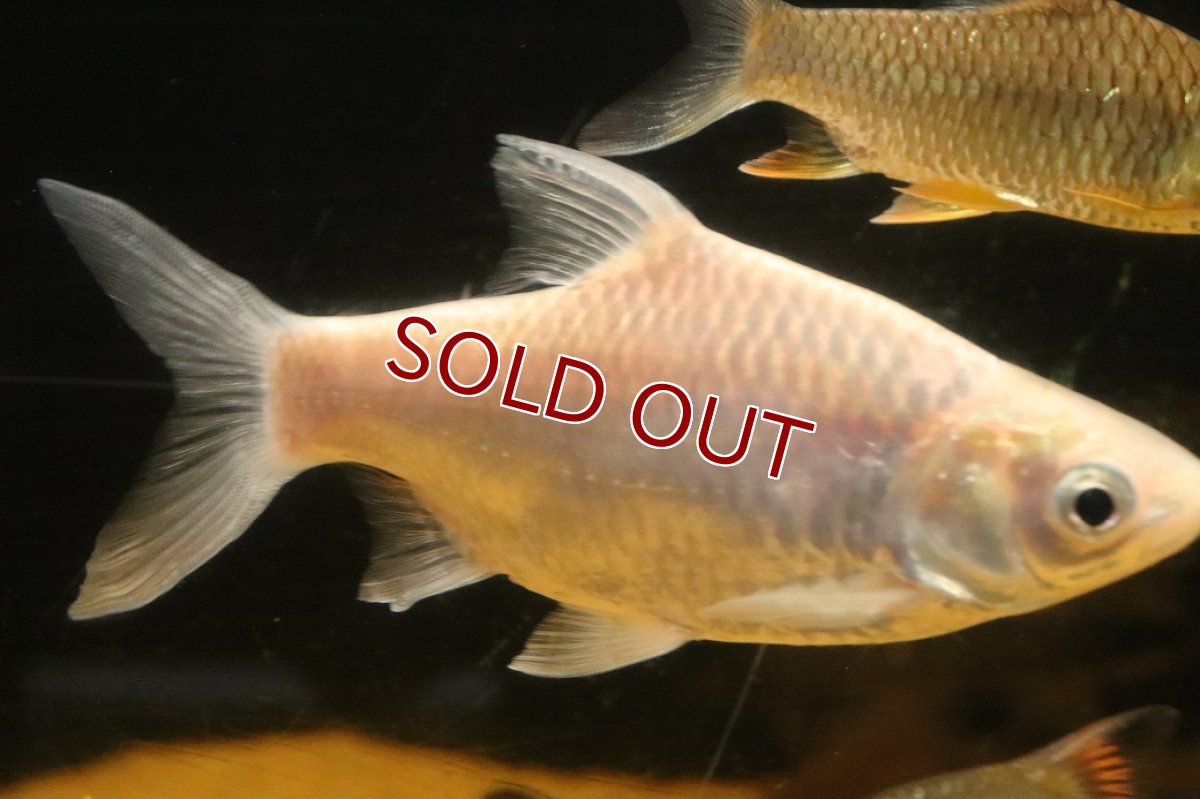 画像3: 【淡水魚】【通販】クソ食らいバルブ(プラチナスレイヤーバルブ)【１匹 サンプル画像】(±13cm)(大型魚)(生体)(熱帯魚)NKO (3)