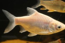 画像3: 【淡水魚】【通販】クソ食らいバルブ(プラチナスレイヤーバルブ)【１匹 サンプル画像】(±13cm)(大型魚)(生体)(熱帯魚)NKO (3)