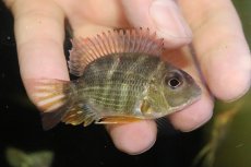 画像1: 【淡水魚】【通販】激レア ショートボディ ゲオファーガス sp レッドヘッドタパジョス【1匹 サンプル画像】(±6-7cm)(生体)(熱帯魚)NKO (1)