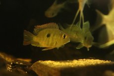 画像2: 【淡水魚】【通販】激レア ショートボディ ゲオファーガス sp レッドヘッドタパジョス【1匹 サンプル画像】(±6-7cm)(生体)(熱帯魚)NKO (2)