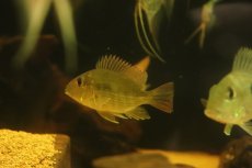 画像3: 【淡水魚】【通販】激レア ショートボディ ゲオファーガス sp レッドヘッドタパジョス【1匹 サンプル画像】(±6-7cm)(生体)(熱帯魚)NKO (3)