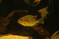 画像4: 【淡水魚】【通販】激レア ショートボディ ゲオファーガス sp レッドヘッドタパジョス【1匹 サンプル画像】(±6-7cm)(生体)(熱帯魚)NKO (4)