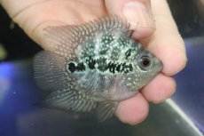 画像1: 【淡水魚】【通販】激安 ショートボディ フラワーホーン【1匹 サンプル画像】(±5-6cm)(大型魚)(生体)(熱帯魚)NKO (1)