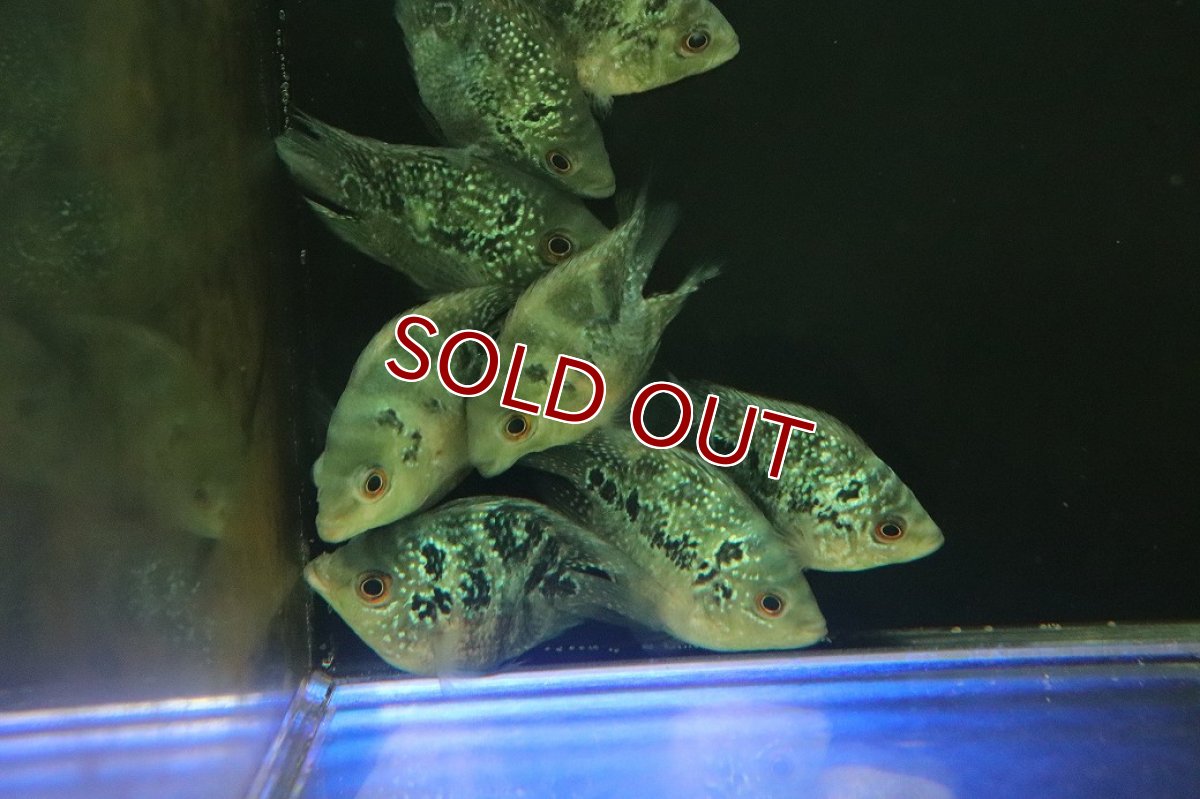 画像2: 【淡水魚】【通販】激安 ショートボディ フラワーホーン【1匹 サンプル画像】(±5-6cm)(大型魚)(生体)(熱帯魚)NKO (2)