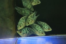 画像2: 【淡水魚】【通販】激安 ショートボディ フラワーホーン【1匹 サンプル画像】(±5-6cm)(大型魚)(生体)(熱帯魚)NKO (2)