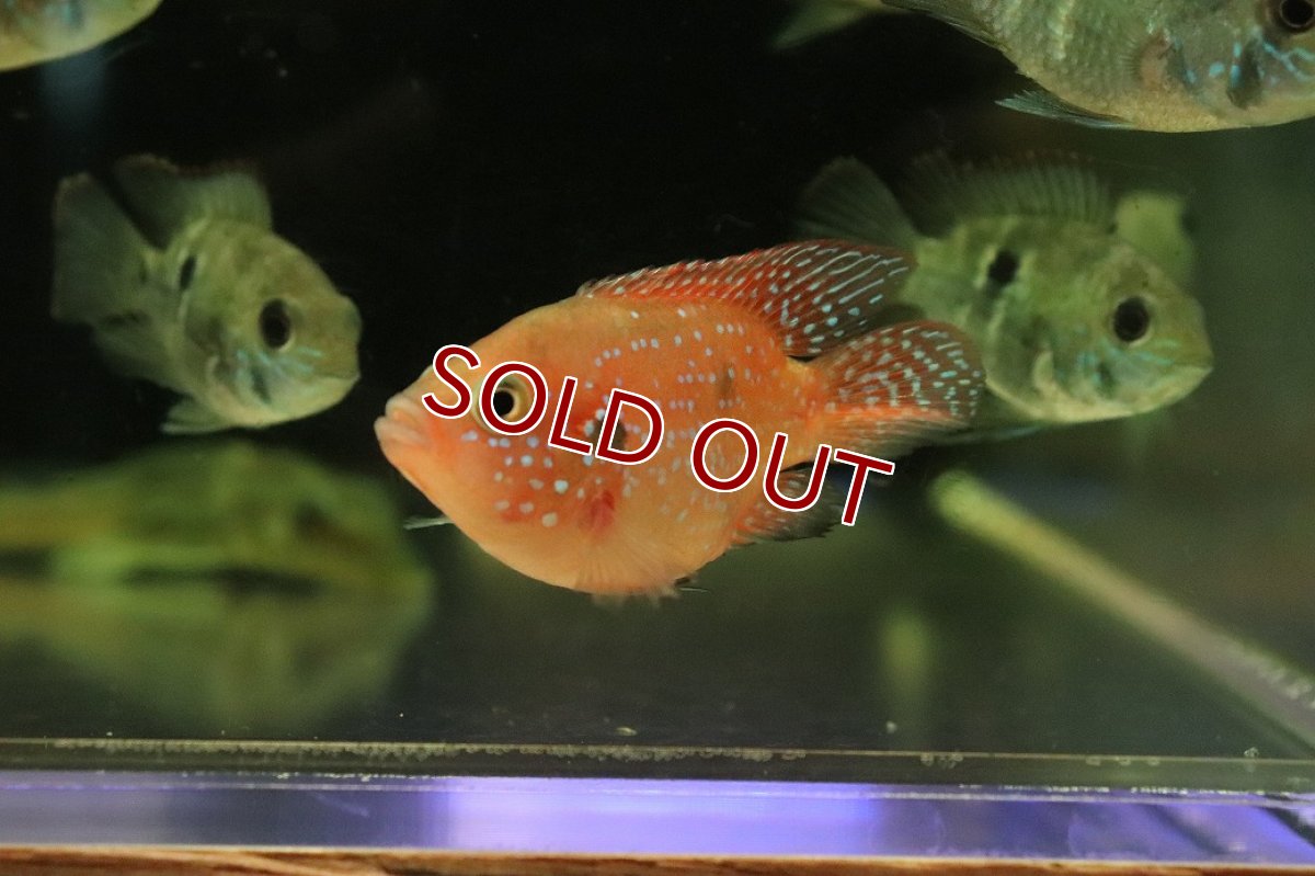 画像1: 【淡水魚】【通販】バルーンレッドジュエルシクリッド【1匹 サンプル画像】(大型魚)(生体)(熱帯魚)NKO (1)
