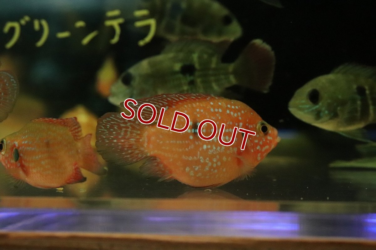 画像2: 【淡水魚】【通販】バルーンレッドジュエルシクリッド【1匹 サンプル画像】(大型魚)(生体)(熱帯魚)NKO (2)