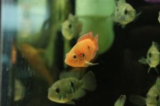 画像3: 【淡水魚】【通販】バルーンレッドジュエルシクリッド【1匹 サンプル画像】(大型魚)(生体)(熱帯魚)NKO (3)