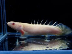画像1: 【淡水魚】【通販】セミショートボディ ポリプテルス アルビノセネガルス【1匹 サンプル画像】(±7-8cm)(大型魚)(生体)(熱帯魚)NKO (1)