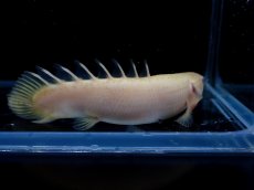 画像2: 【淡水魚】【通販】セミショートボディ ポリプテルス アルビノセネガルス【1匹 サンプル画像】(±7-8cm)(大型魚)(生体)(熱帯魚)NKO (2)