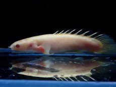 画像3: 【淡水魚】【通販】セミショートボディ ポリプテルス アルビノセネガルス【1匹 サンプル画像】(±7-8cm)(大型魚)(生体)(熱帯魚)NKO (3)