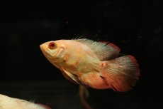画像1: 【淡水魚】【通販】ロングフィン アルビノゴールデンタイガーオスカー【１匹 サンプル画像】(±7-8cm)(大型魚)(生体)(熱帯魚)NKO (1)