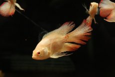画像2: 【淡水魚】【通販】ロングフィン アルビノゴールデンタイガーオスカー【１匹 サンプル画像】(±7-8cm)(大型魚)(生体)(熱帯魚)NKO (2)