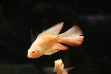 画像3: 【淡水魚】【通販】ロングフィン アルビノゴールデンタイガーオスカー【１匹 サンプル画像】(±7-8cm)(大型魚)(生体)(熱帯魚)NKO (3)