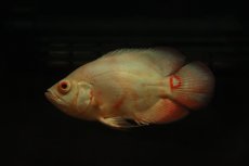 画像1: 【淡水魚】【通販】ショートボディ アルビノゴールデンタイガーオスカー【１匹 サンプル画像】(±7-8cm)(大型魚)(生体)(熱帯魚)NKO (1)