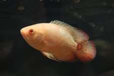 画像2: 【淡水魚】【通販】ショートボディ アルビノゴールデンタイガーオスカー【１匹 サンプル画像】(±7-8cm)(大型魚)(生体)(熱帯魚)NKO (2)