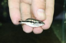 画像1: 【淡水魚】【通販】超激レア ウルトラショートボディ キクラ テメンシス【１匹 サンプル画像】(±4cm)(大型魚)(生体)(熱帯魚)NKO (1)