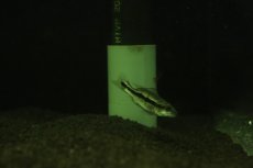 画像2: 【淡水魚】【通販】超激レア ウルトラショートボディ キクラ テメンシス【１匹 サンプル画像】(±4cm)(大型魚)(生体)(熱帯魚)NKO (2)