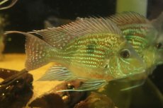 画像1: 【淡水魚】【通販】激レア 大きめ ショートボディ ゲオファーガス スベニ【1匹 サンプル画像】(±12-14cm)(大型魚(生体)(熱帯魚)NKO (1)