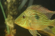 画像2: 【淡水魚】【通販】激レア 大きめ ショートボディ ゲオファーガス スベニ【1匹 サンプル画像】(±12-14cm)(大型魚(生体)(熱帯魚)NKO (2)