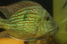 画像3: 【淡水魚】【通販】激レア 大きめ ショートボディ ゲオファーガス スベニ【1匹 サンプル画像】(±12-14cm)(大型魚(生体)(熱帯魚)NKO (3)